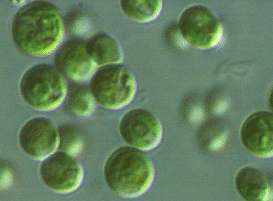 chlorellazellen