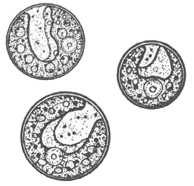 Chlorella vulgaris