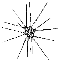 Micractinium